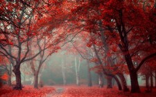 Landscape park leaves fall trees mist red path Custom Gaming Mat Desk