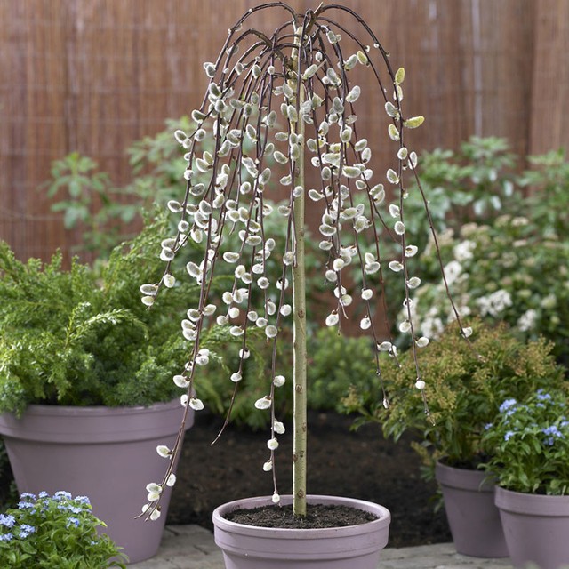 Salix Kilmarnock Standard Weeping Willow 3 Litre Pot Garden Yard 90cm