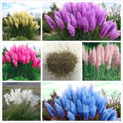 Pampas Gras Samen Pampasgras Rasen Pflanze Ornamental Mode Gartendekoration DE。