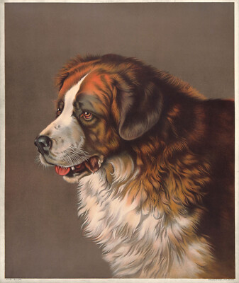 FRANK PATON UltRare Antique c1900-1906 Chromolitho St Bernard Dog BAYARD ''BARRY''