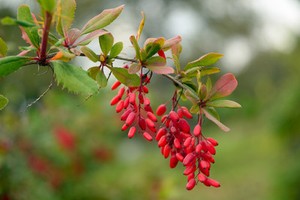 schwarze Maulbeere !i Obst Samen frosthart. winterhart Gartenbaum i