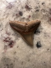 Bull Shark Tooth Amazing Quality 10/10 Tooth