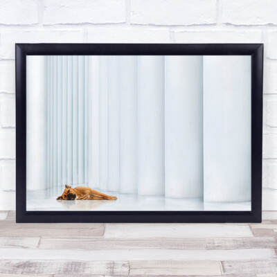 Lustiger Wandkunstdruck Down Dog Philharmonie Haustier Hunde Luxemburg Ruhe Spaß