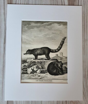 Original Buffon Kupferstich 1767 Le Coati Noiratre Histoire Naturelle