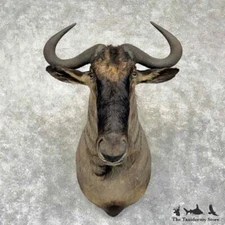 #30373 E | African Blue Wildebeest Taxidermy Shoulder Mount For Sale