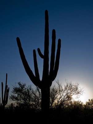 Saguaro Cactus near Tuscon,Arizona,AZ,Landscape,Southwest,Desert,April 2008