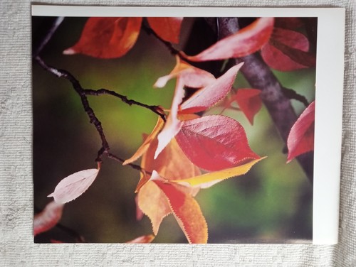 Lotto di 8 stampe fotografiche fiori e natura stampa wall art 8,5"x11, su Kodak - Foto 3 di 11