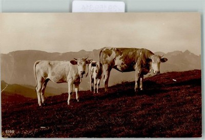 39159314 - Cow