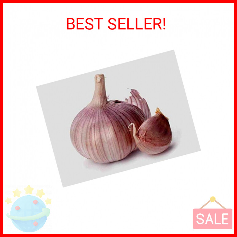 Garlic Bulb (7 Bulbs), Fresh Siberian HARDNECK Garlic Bulb for Planting