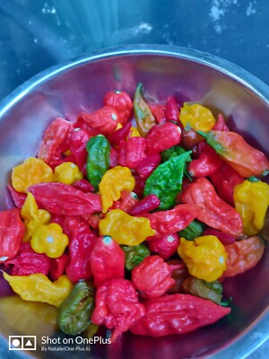 30 FRESH PICKED Super Hot Mix Ghost Pepper  Carolina Reaper Organic!!