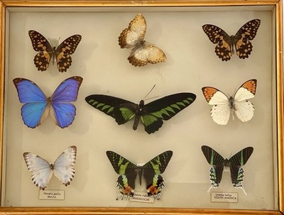 Zwei alte Taxidermie Schmetterling Sammlung