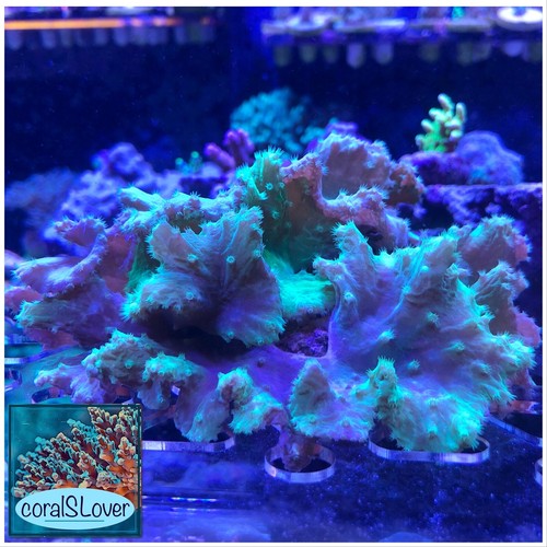 live coral Neon Green Cabbage Leather "coralSLover" eBay