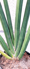 Sansevieria Pearsonii 'Blue' Large Plant 23H Houseplant Succulent