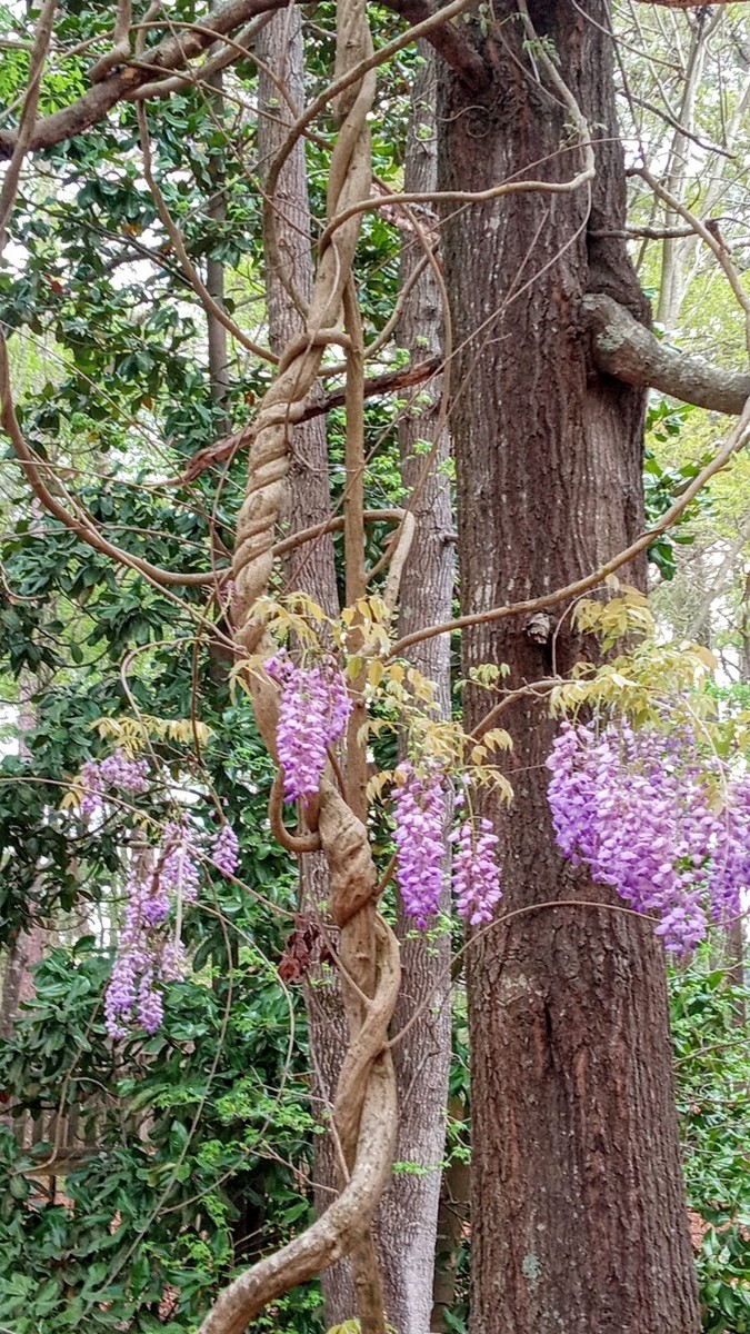 Wisteria Bonsai Starter Plant Tree Vine Chinese Purple or Hybrid 6