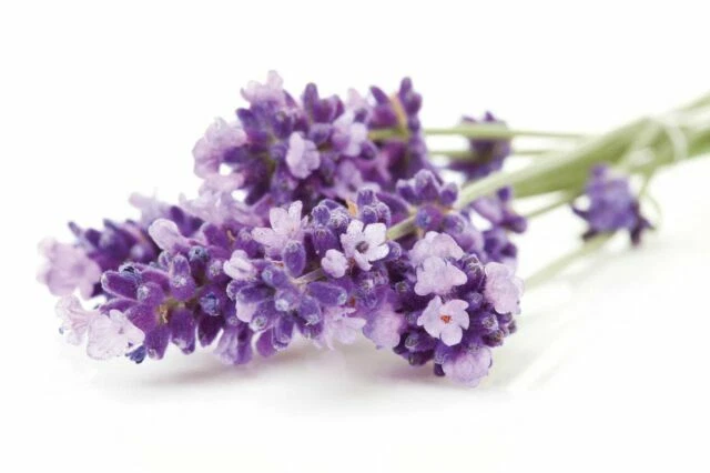 Lavender Essential Oils & Fragrance Oils