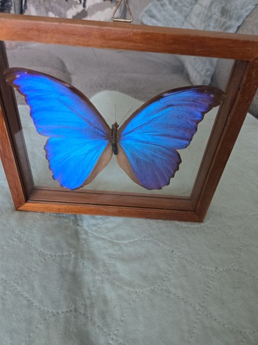 Vintage Double-Sided Glass Framed Real Blue Morpho (Morpho anaxibia) Rare Find!!