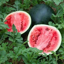 50+ Sugar Baby Watermelon Seeds ------------- SUPER SWEET - HEIRLOOM - NON GMO