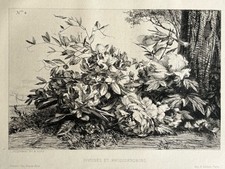 Jules Jacquemart Engraving Eau Forte Etching Bouquet Flowers Peonies Rhododendrons