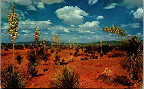 Desert Yucca - New Mexico State Flower - Vintage Postkarte UU1 - Bild 1 von 2