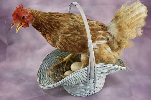 Stuffed Nesting Hen in Basket with 5 eggs Taxidermy Beauty Rustic decor - Picture 9 of 10