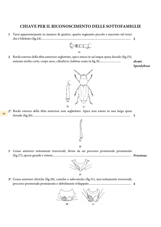 I Cerambycidae - Coleotteri "longicorni" (Collana Fotografando la Natura) - Immagine 3 di 4
