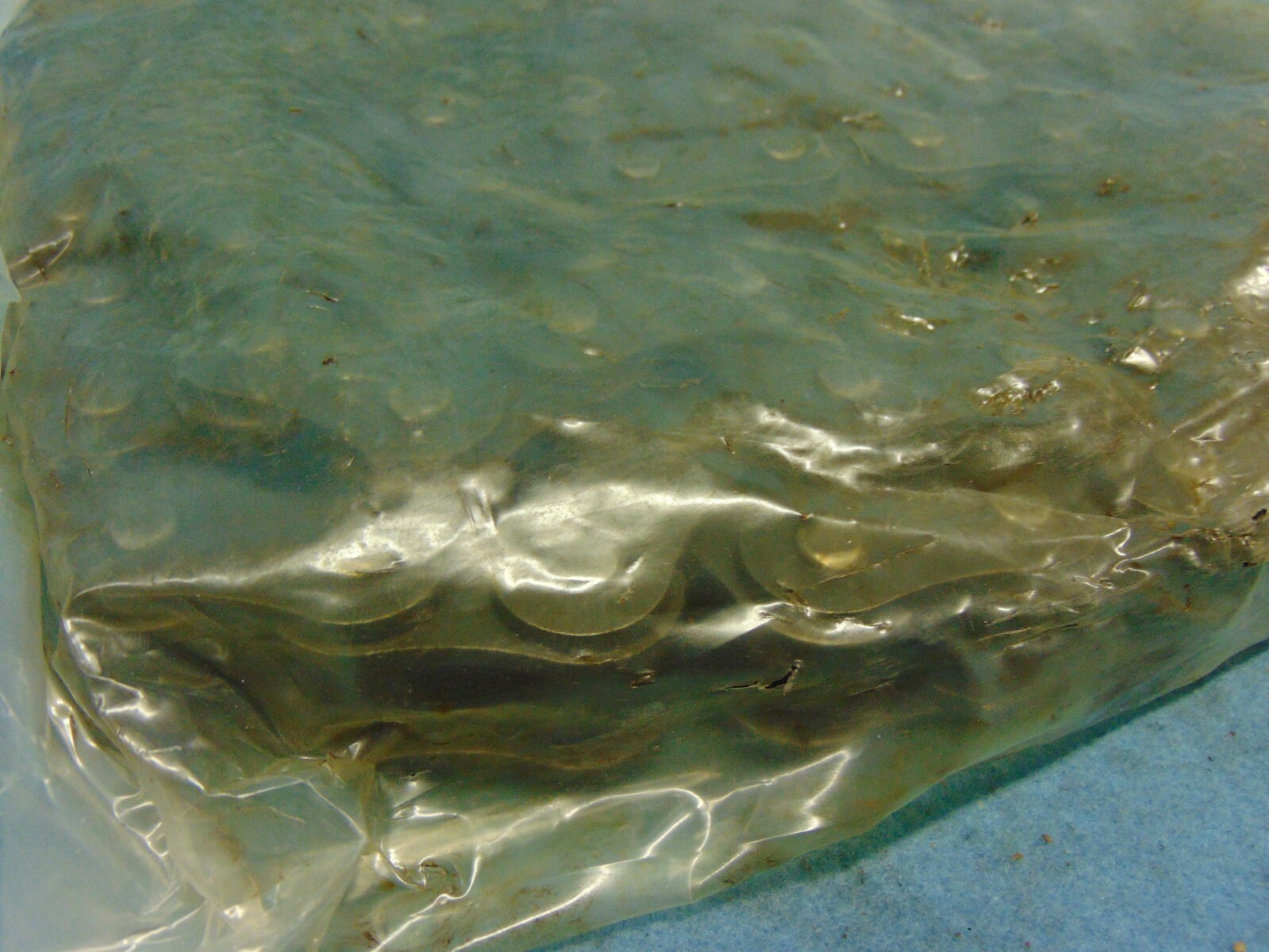 RELIAMARK, RIVETED ROLLER CHAIN, 801, 1" PITCH, CHAIN 80, 10' eBay