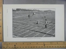 Rare Antique Original VTG 1902 Drying Raisins California Photogravure Art Print