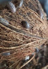 30 Roly Poly and 20 Powder Blue Isopods Feeder Bugs