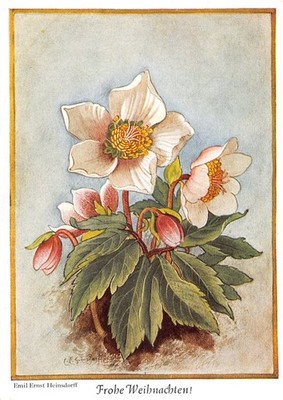 10079) AK Frohe Weihnachten mit Christrose 