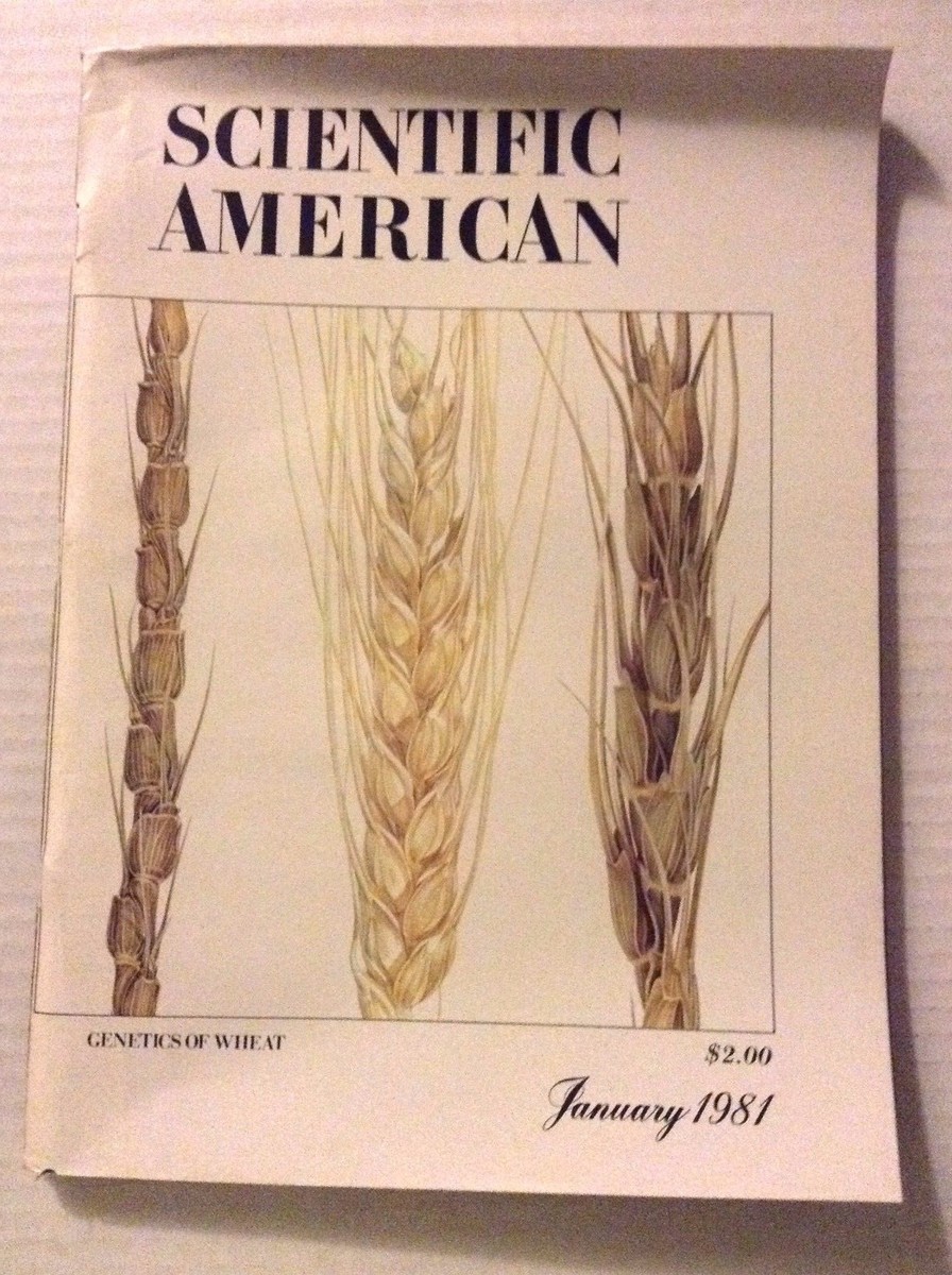 Scientific American Magazine Genetics Of Wheat January 1981 022617NONRH
