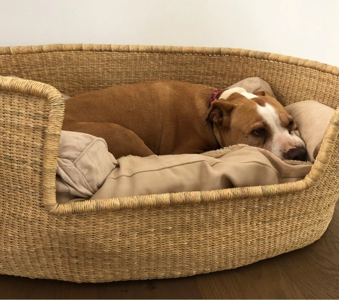 How Warm Should A House Be For A Puppy