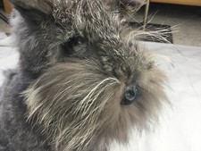 Genuine Real Rabbit Fur Miniature Schnauzer So Cute! 12”