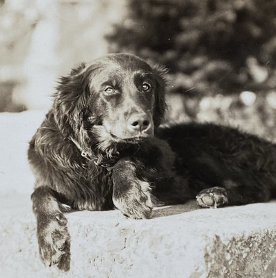 Mystery Dog Sweet Face & Eyes Looking Right at the Camera Original Vintage Photo