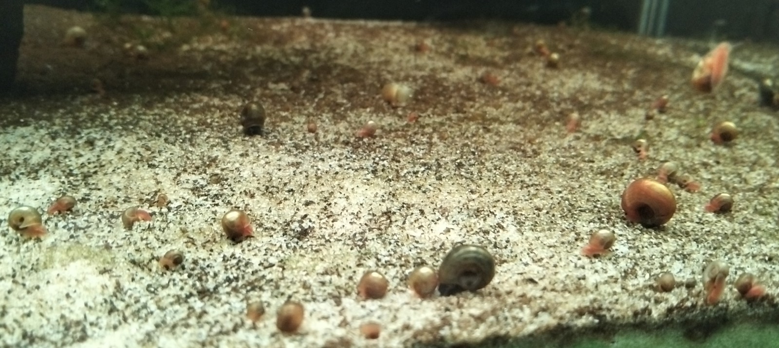 Lumache Acquario planorbarius e physa