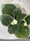 African Violet Plant ~ RS-Zolotoi Drakon — photo 2