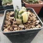 Haworthia Maughanii golden Variegated 🌵🌵
