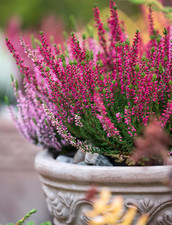 Heather Erica Darleyensis Ghost Hills - Large XL 2Lt Pot