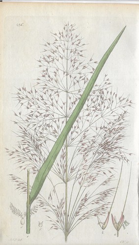 Agrostis Spica Windstalk Grasses Svensk Botany Palm Struch Col. copperplate 1802