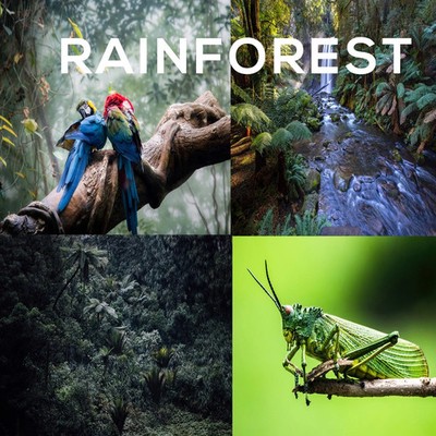 Jungle Rainforest Nature Sounds CD Birds Frogs Crickets Water Sleep Meditation