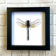 Green Emperor Dragonfly (Anax gibbosulus) Shadow Box Frame Display Beetle Insect