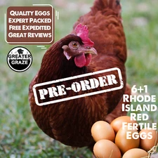 6+1 Bonus Rhode Island Red Fertile Hatching Eggs Preorder Free Range