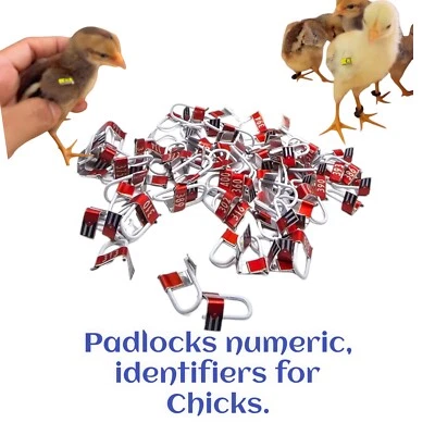 Candados Numéricos para Pollitos - Numbered Markers for Chick wings - 100 Uni