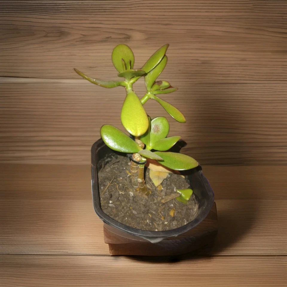 Planta de jade viva suculenta - Crassula Ovata - Elige el tamaño (4” a 12”) Foto 4 de 4