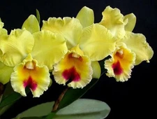 Cattleya Rlc Goldenzelle ‘Lemon Chiffon’ Fragrant Orchid Hybrid 2” RePot