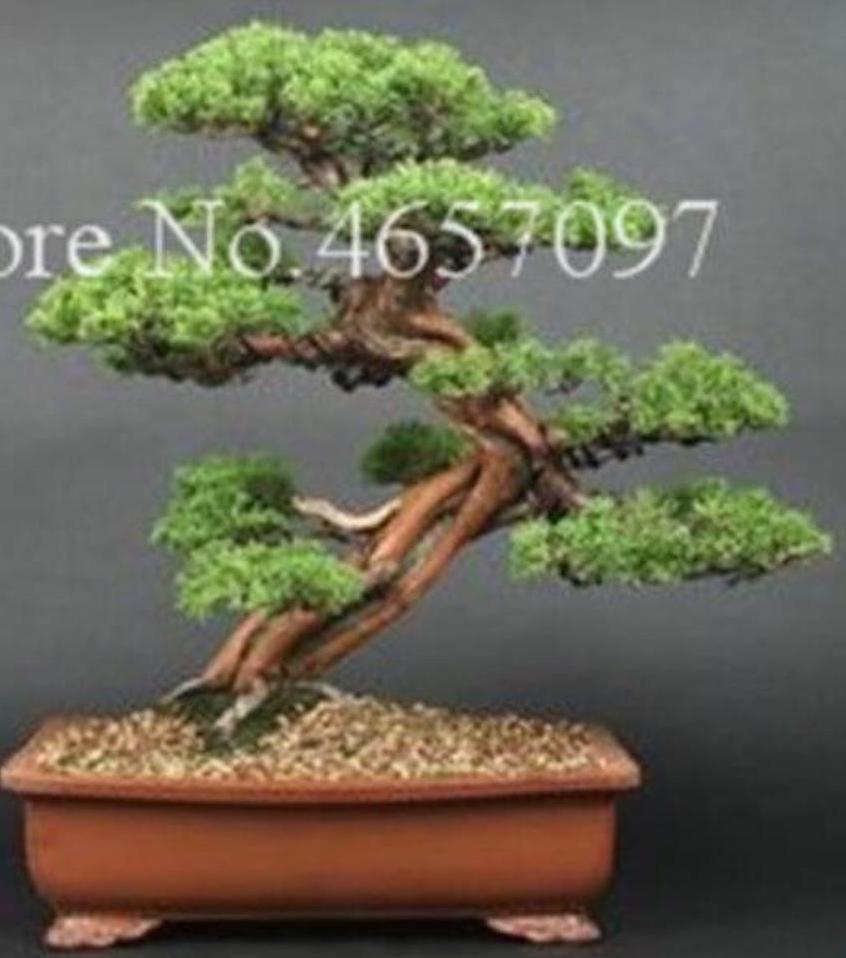 盆栽 FM.3110.51 Jay Scotts Fiberglass Tolga Rectangle Planter