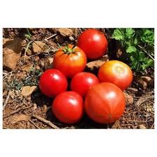 30 Graines Tomates - Semences paysannes bio - Résistantes sécheresse Pascal Poot