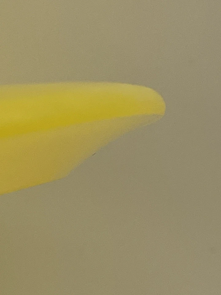 Innova Disc Golf 2017 TFR Luster Yellow Champion Thunderbird 175g Fun N Sun - Image 3 of 4