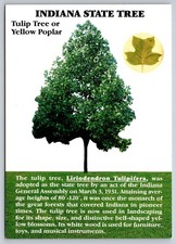 Postcard Indiana State tree Tulip Tree Yellow Poplar 56D