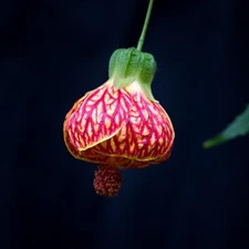 CHINESE LANTERN Seeds *FREE Shipping!* 25 Abutilon x hybridum Shrub Tree Seeds