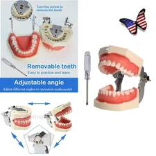 US Kilgore Nissin 200 Type Dental Typodont Model 28 pcs Removable Teeth M8011-D